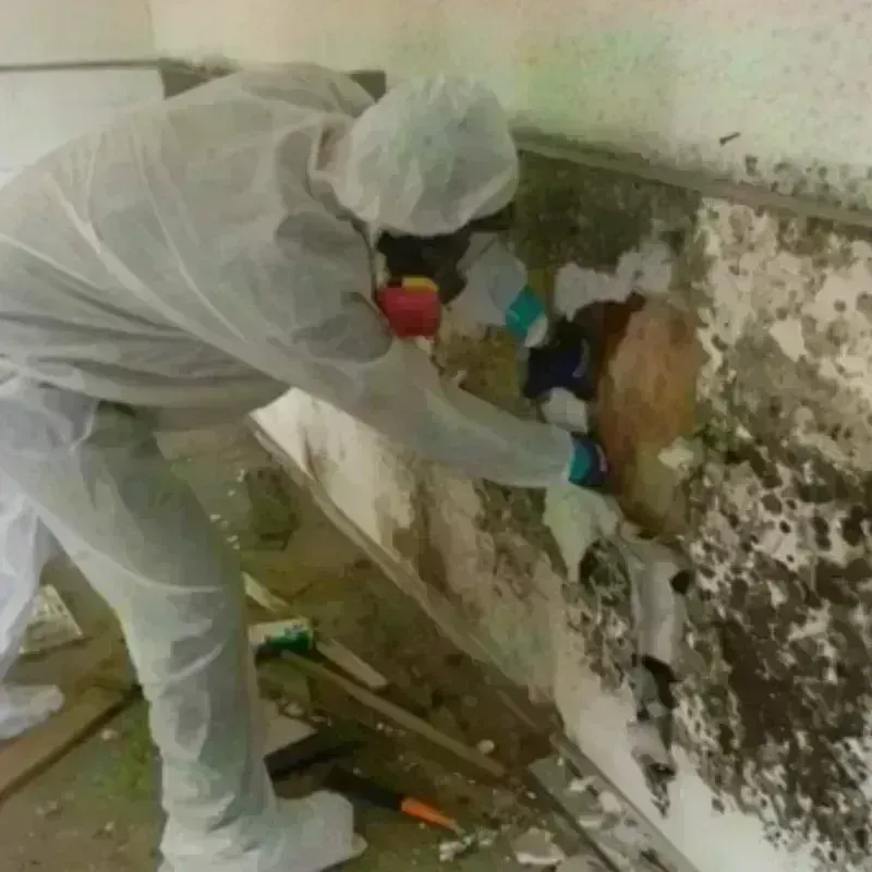 Mold Remediation and Removal in Luck, WI